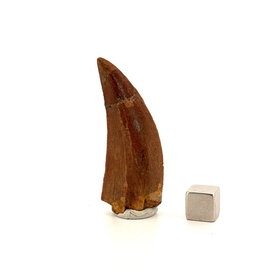 Carcharodontosaurus fossil tooth, Cretaceous Dinosaur tooth from Kem Kem Beds, Morocco (2.06") - FossilsAndMore