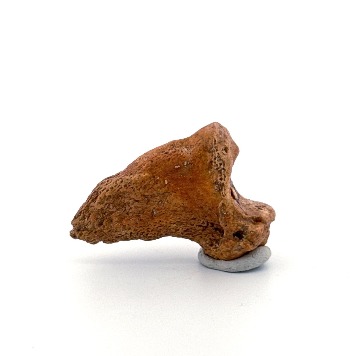 Cave Bear Claw (Ursus spelaeus), Distal phalanx Fossil (1.48") from Pleistocene, Romania - FossilsAndMore