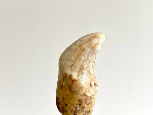 Cave Bear incisor fossil from Rumania, Ursus Spelaeus (1.72") - FossilsAndMore