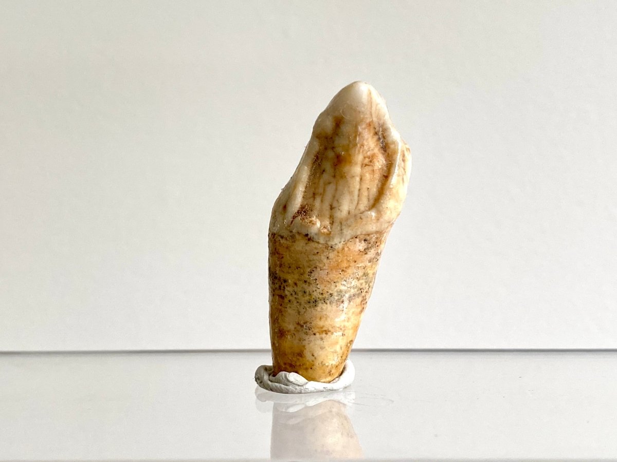 Cave Bear incisor fossil from Rumania, Ursus Spelaeus (1.72") - FossilsAndMore