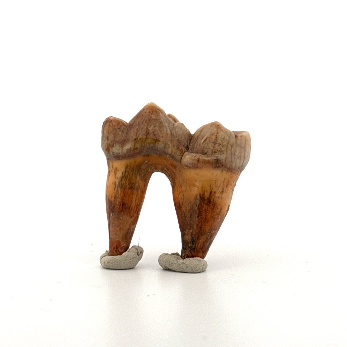 Cave Bear (Ursus spelaeus) molar from pleistocene, Rumania | 1.34" - FossilsAndMore