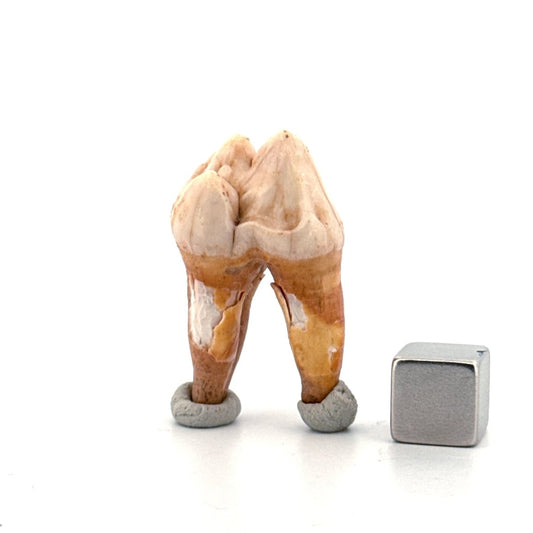 Cave Bear (Ursus spelaeus) molar from pleistocene, Rumania | 1.36" - FossilsAndMore