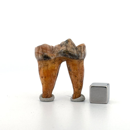 Cave Bear (Ursus spelaeus) molar from pleistocene, Rumania | 1.37" - FossilsAndMore