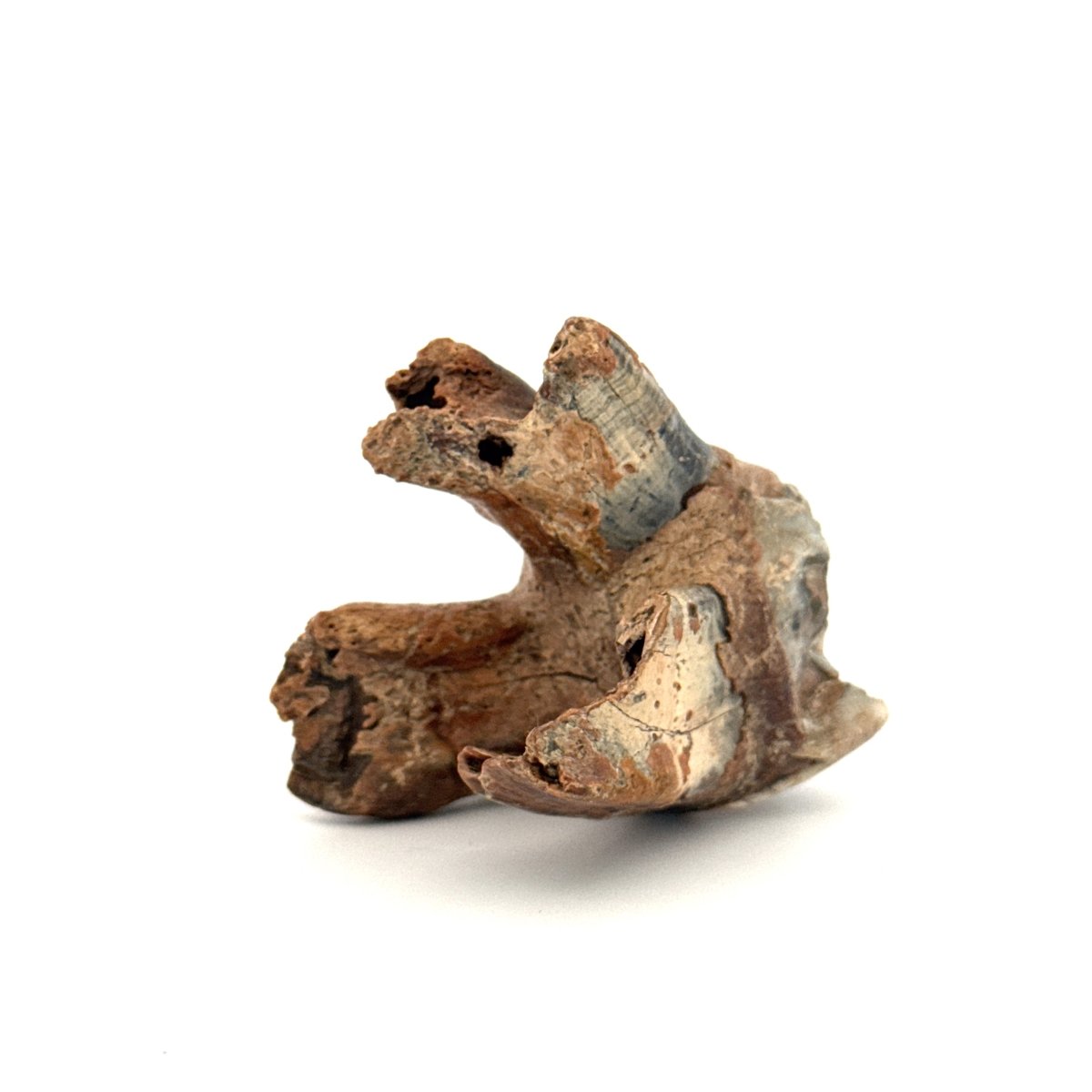 Coelodonta antiquitatis, Woolly Rhinoceros Molar (1.70") from Pleistocene, Siberia - FossilsAndMore