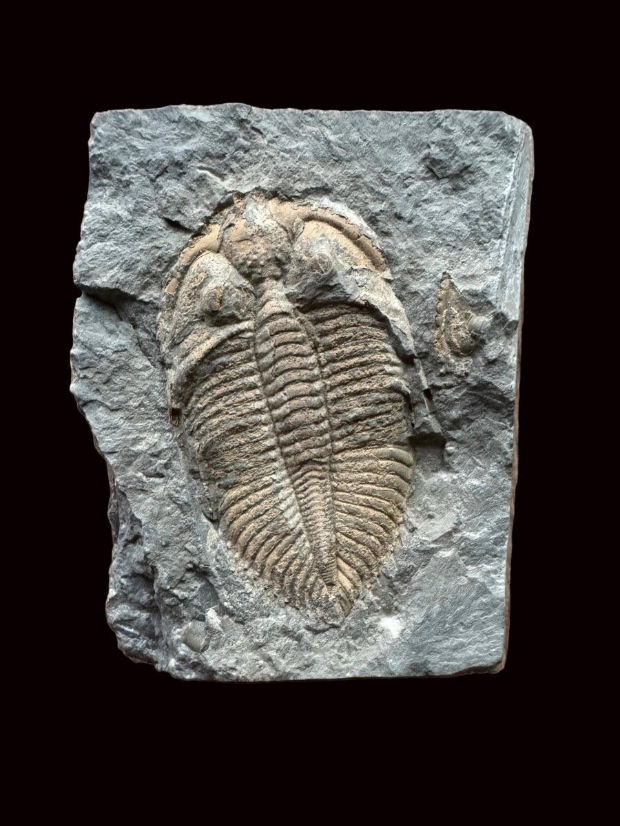 Coronocephalus species Trilobite Fossil from Silurian Period