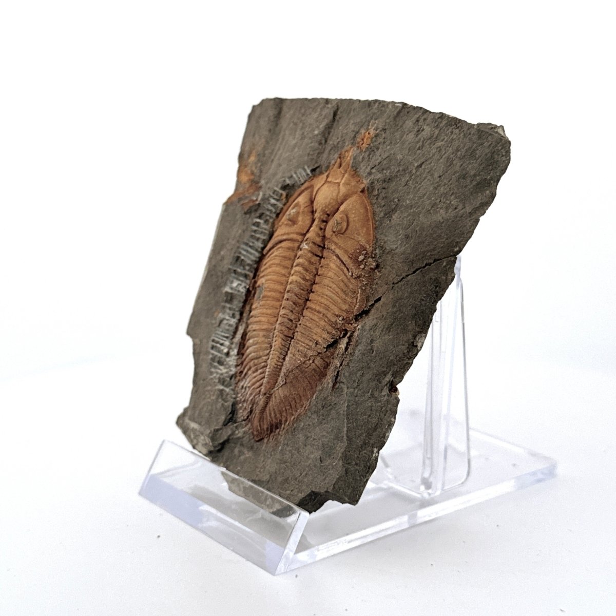 Coronocephalus species Trilobite Fossil from Silurian Period, China - FossilsAndMore
