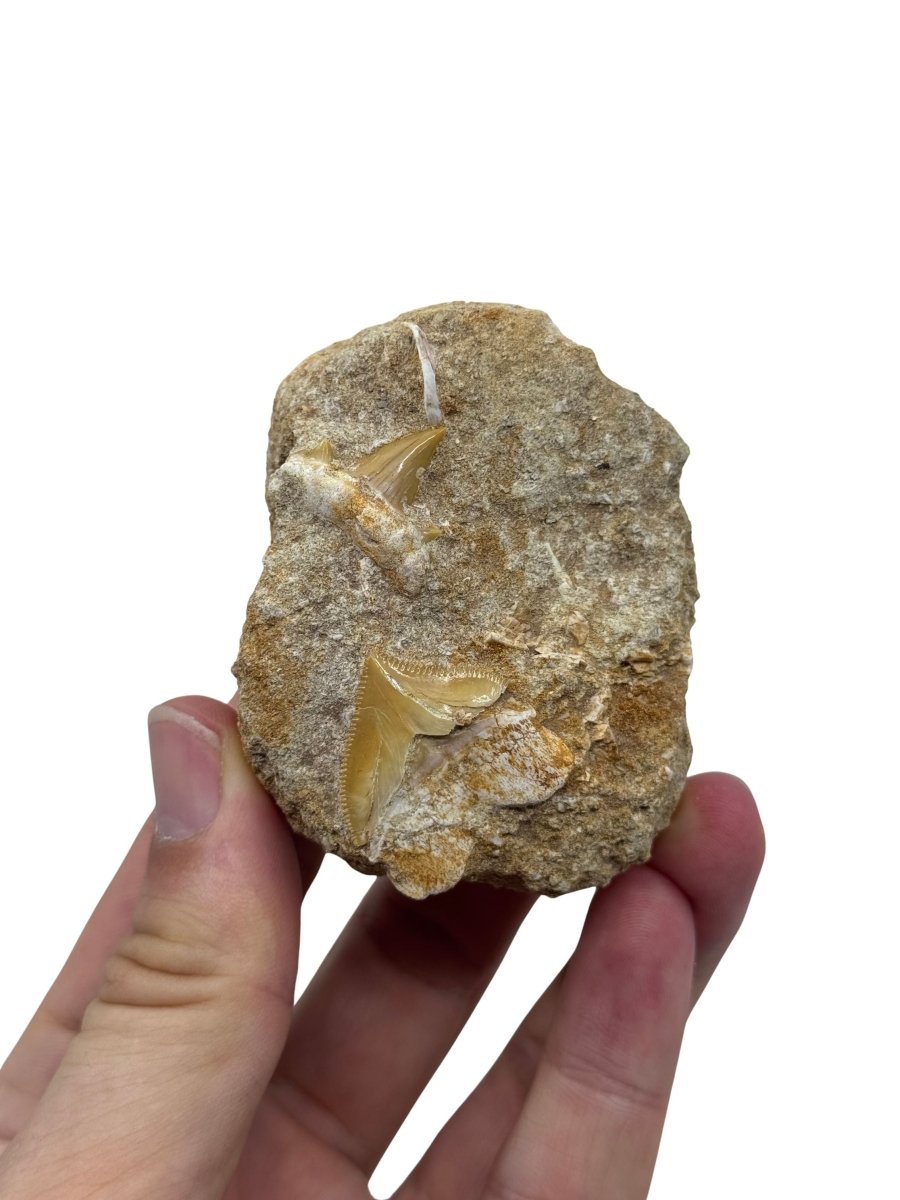Cretolamna and Squalicorax pristodontus Shark Tooth on Matrix from Cretaceous, Morocco - FossilsAndMore
