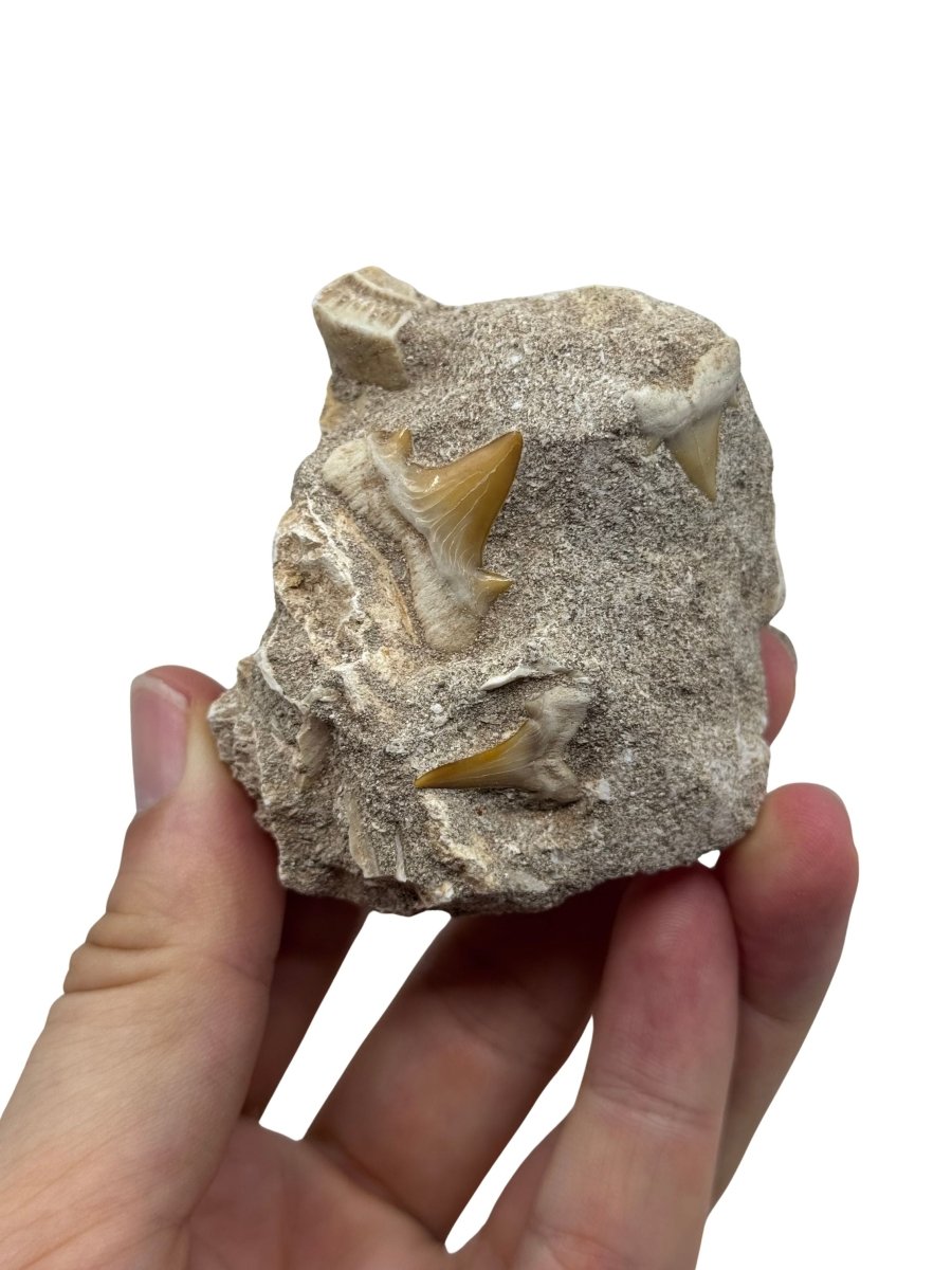 Cretolamna Shark Teeth and Rhombodus species Ray Teeth on Matrix from Cretaceous, Morocco - FossilsAndMore
