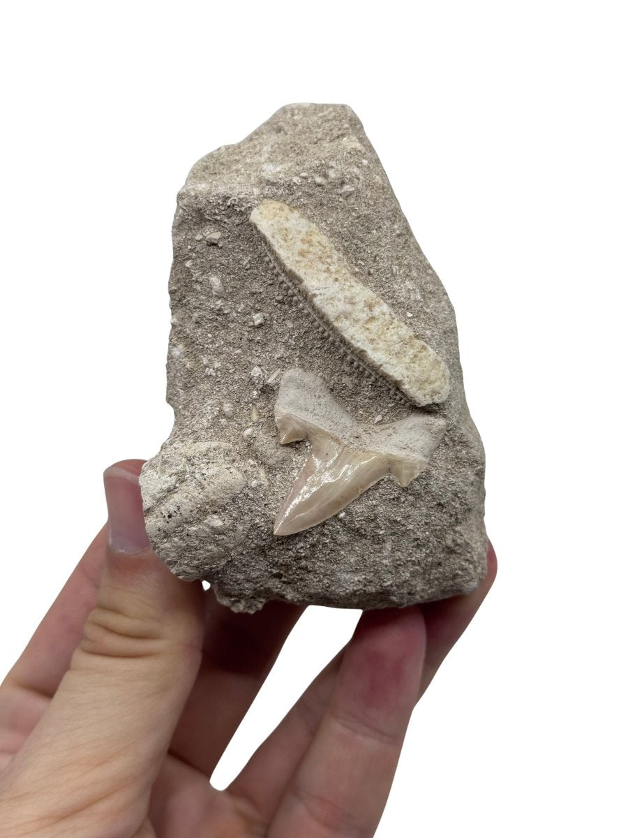 Cretolamna Shark tooth and Myliobatis Dixoni Ray Teeth on Matrix from Cretaceous, Morocco (Copy) - FossilsAndMore