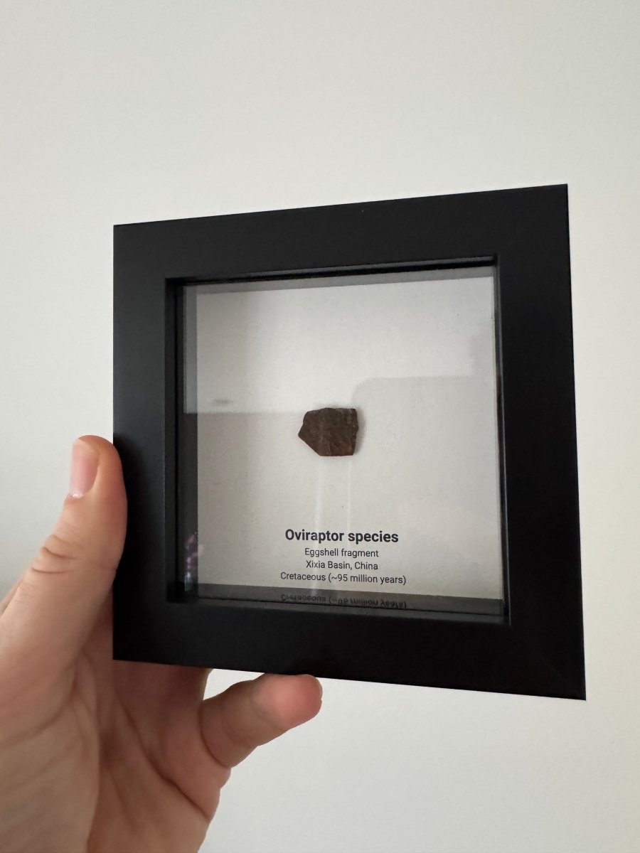 Decorative Oviraptor Species Dinosaur Eggshell Fossil in picture frame - FossilsAndMore