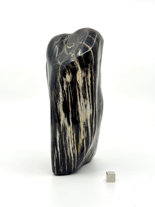 Dipterocarpus species ornament, Petrified wood (6.88") from Indonesia - FossilsAndMore