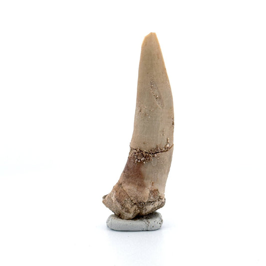 Enchodus libycus Fish Tooth Fossil (2.62") – Late Cretaceous, Morocco - FossilsAndMore