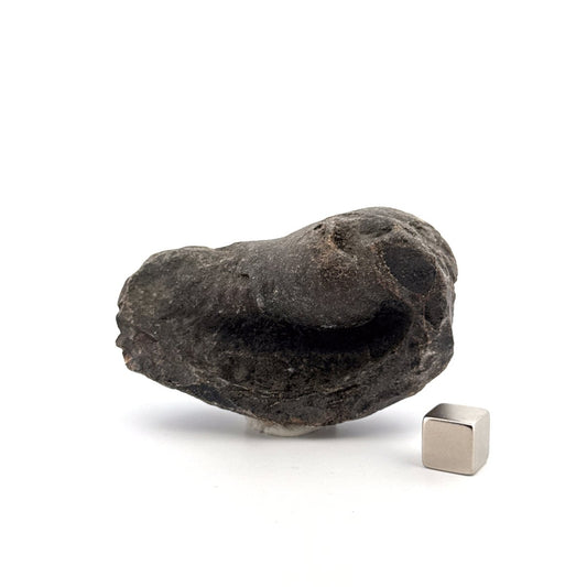 Fossil Whale Ear Bone from Antwerp Region, Cetacean Tympanic Bulla (2.76") - FossilsAndMore