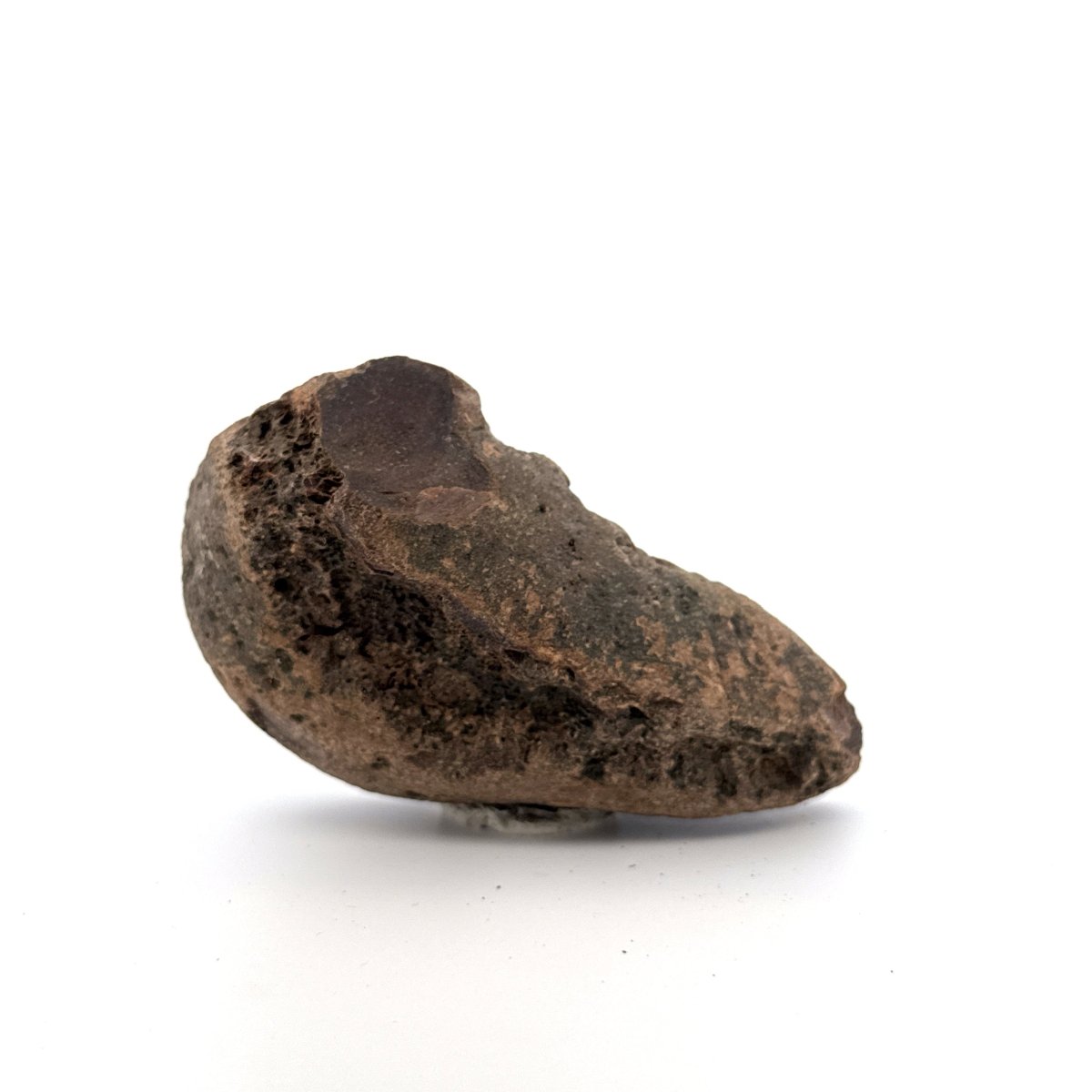 Fossil Whale Ear Bone from Antwerp Region, Cetacean Tympanic Bulla (3.57") - FossilsAndMore