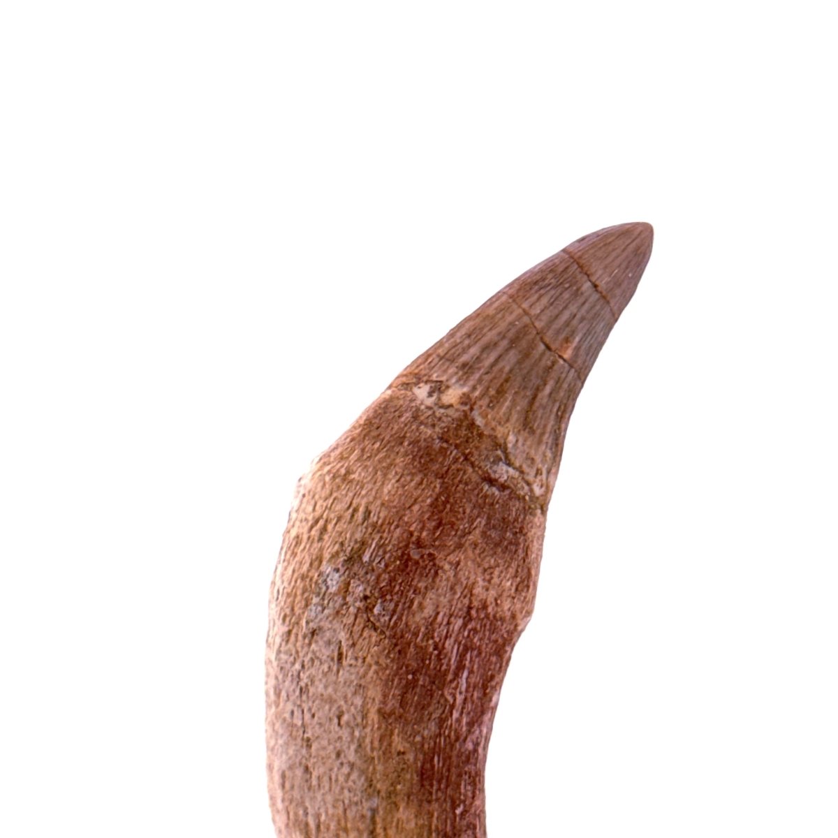Gavialimimus almaghribensis Mosasaur tooth, Late Cretaceous, Morocco (2.11") - FossilsAndMore