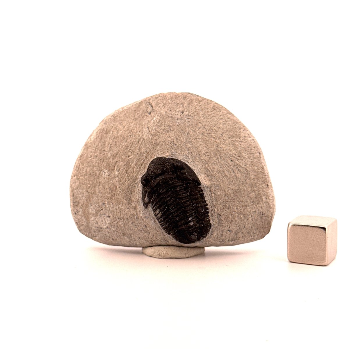 Gerastos granulosus Devonian Trilobite Fossil from Morocco (A021) - FossilsAndMore