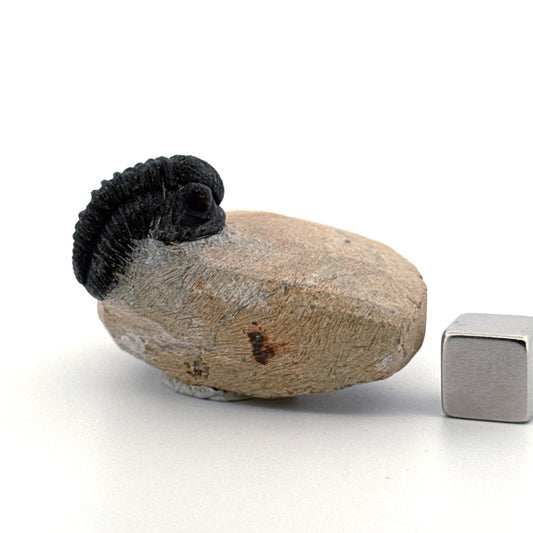 Gerastos granulosus Devonian Trilobite Fossil from Morocco (A024) - FossilsAndMore