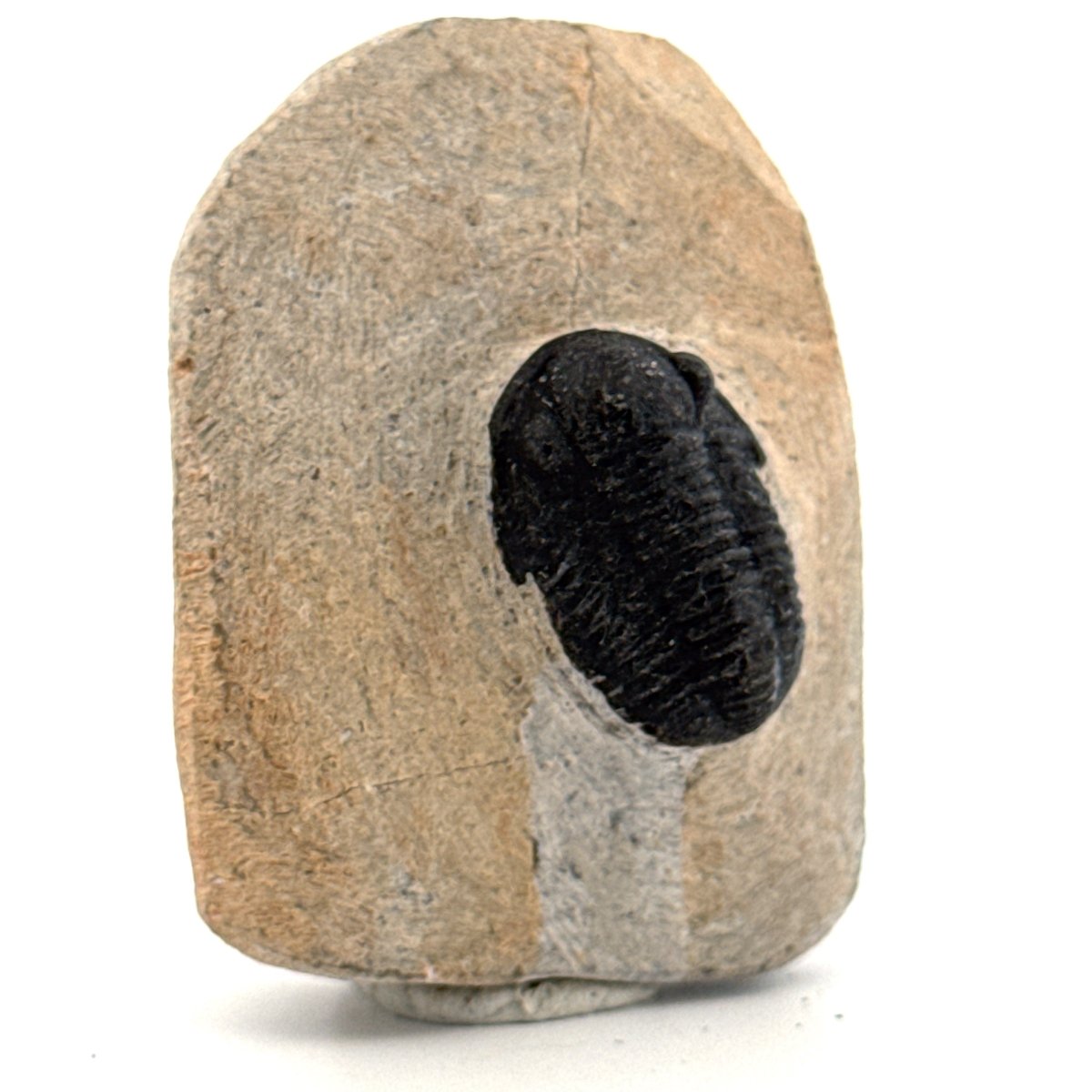 Gerastos granulosus Devonian Trilobite Fossil from Morocco (A025) - FossilsAndMore