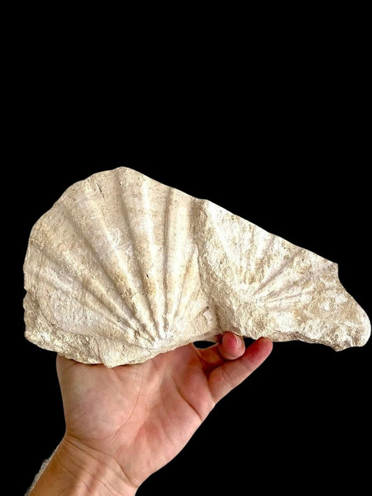 Gigantopecten Fossil Shell – Miocene Period, France (5.50"), 1400 Grams - FossilsAndMore