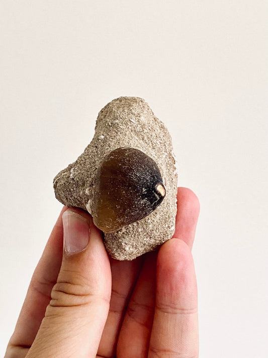 Globidens fossil tooth in Matrix, mosasaur species (1.00") - FossilsAndMore
