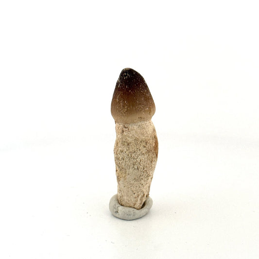 Globidens fossil tooth with natural root (2.05") - Cretaceous, Morocco - FossilsAndMore
