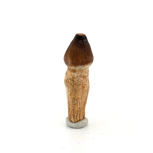 Globidens fossil tooth with natural root (2.17") - Cretaceous, Morocco - FossilsAndMore