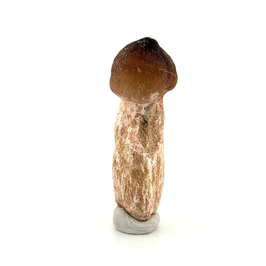 Globidens fossil tooth with natural root (2.50") - Cretaceous, Morocco - FossilsAndMore