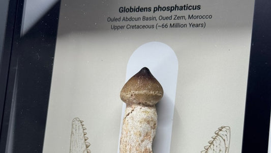 Globidens phosphaticus (mosasaur species) Rooted Tooth in Large Deep Box Frame - FossilsAndMore