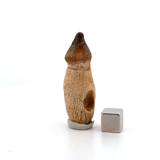Globidens phosphaticus tooth with natural root from Cretaceous, Morocco (1.87") - FossilsAndMore