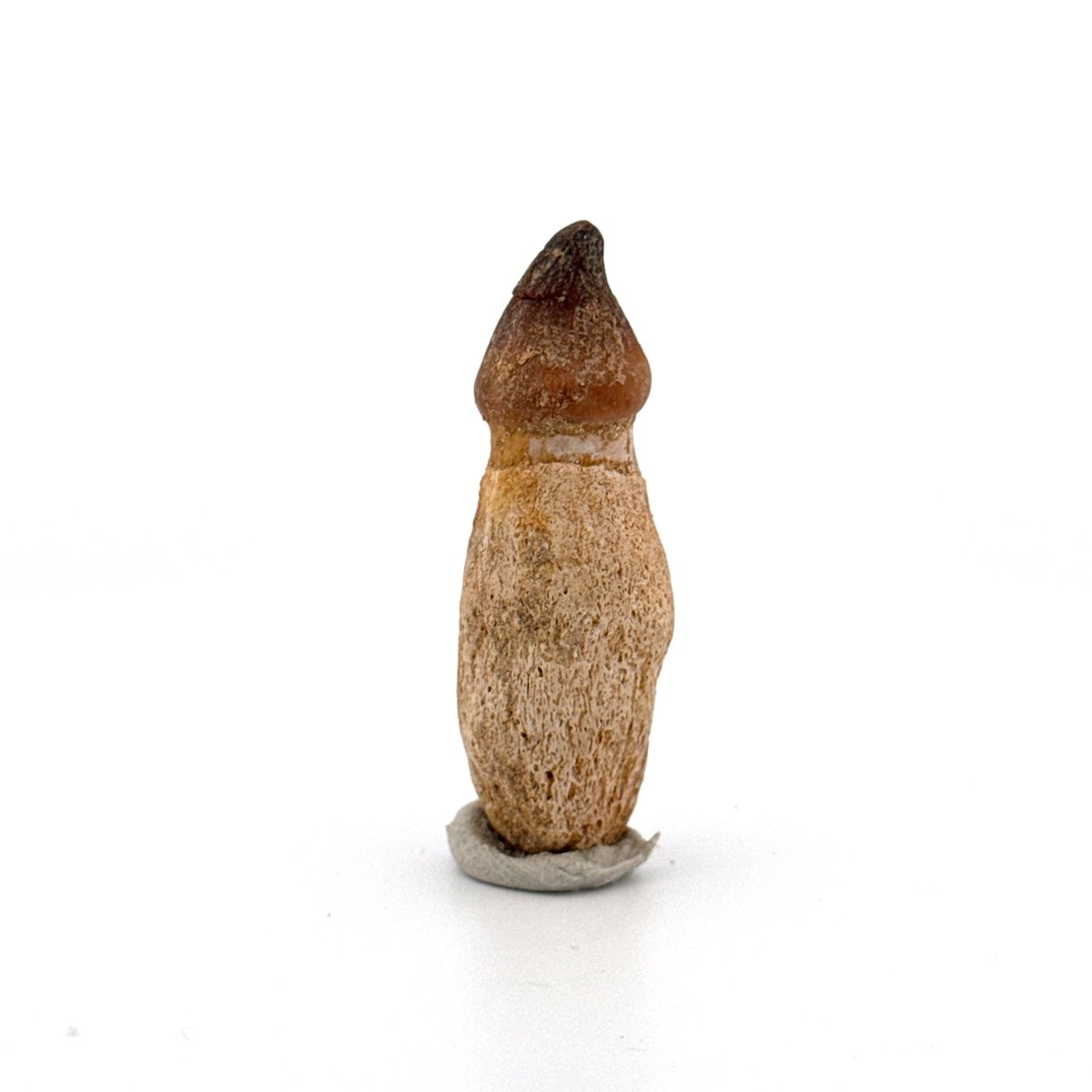 Globidens phosphaticus tooth with natural root from Cretaceous, Morocco (1.87") - FossilsAndMore