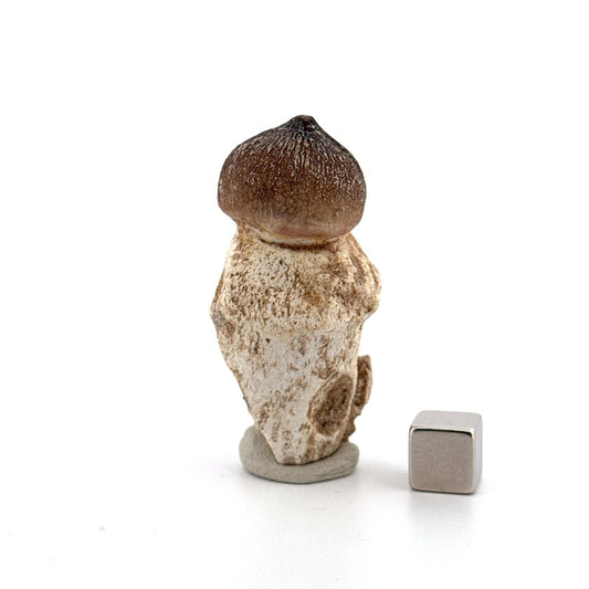 Globidens phosphaticus tooth with natural root from Cretaceous, Morocco (2.09") - FossilsAndMore