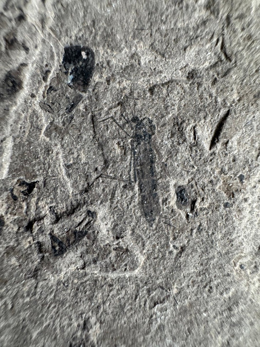 Jurassic Insect Fossil from Daohugou Biota, Inner Mongolia, China (0.48") - FossilsAndMore