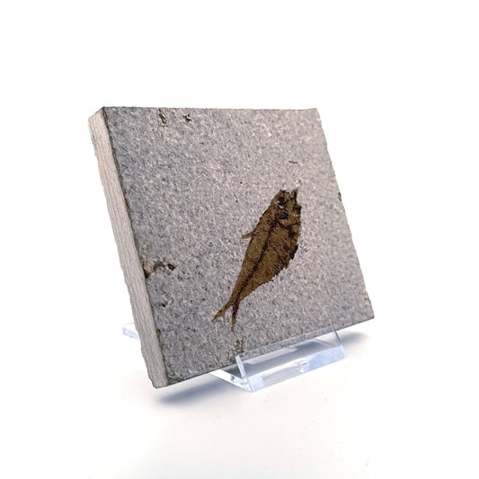 Knightia eoceana Fossil Fish from Green River Formation, USA (2.35") - FossilsAndMore
