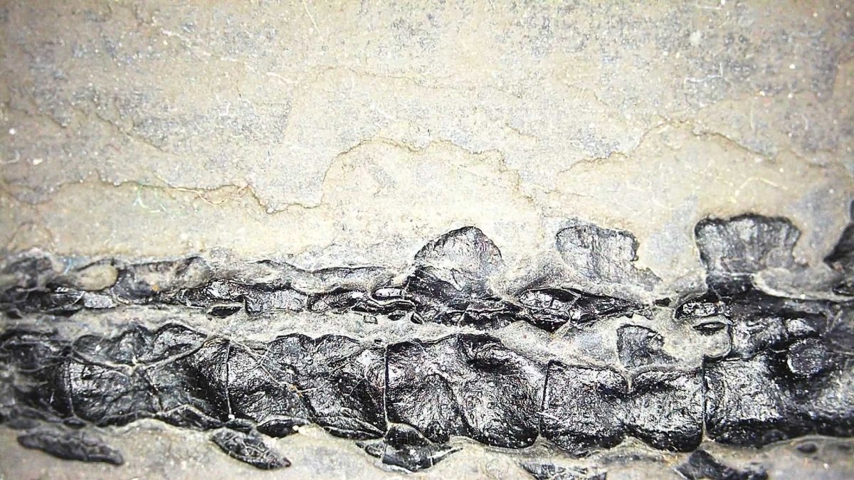 Large Keichousaurus hui Fossil Triassic Marine Reptile (11") from China - FossilsAndMore