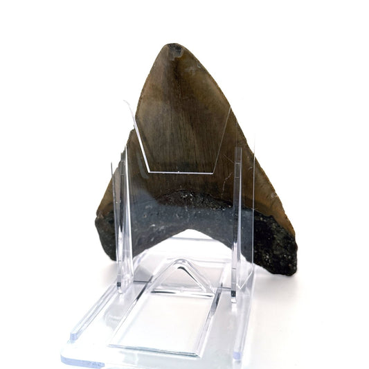 Megalodon tooth fossil (4.63") - Miocene, USA - FossilsAndMore