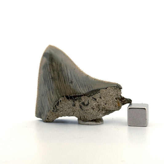 Megalodon Tooth Fragment from Indonesia | 2.08" - FossilsAndMore