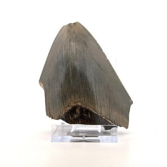 Megalodon Tooth Fragment from Indonesia | 3.18" - FossilsAndMore