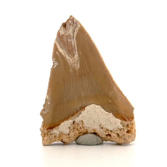 Megalodon Tooth Fragment from Italy | 2.68" - FossilsAndMore