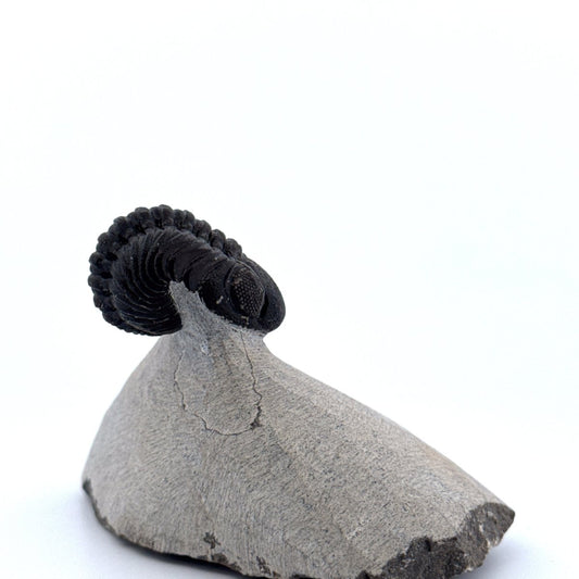 Morocops Trilobite fossil on matrix (1.70") - Devonian, Morocco (Copy) - FossilsAndMore