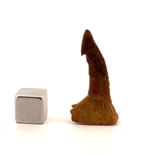 Onchopristus Rostral Spine/tooth, Sawfish Fossil (1.30") – Cretaceous, Morocco - FossilsAndMore