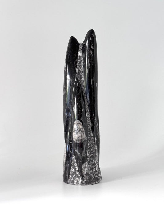 Orthoceras Cephalopod Fossil (+/- 9.00") - Devonian, Morocco - FossilsAndMore