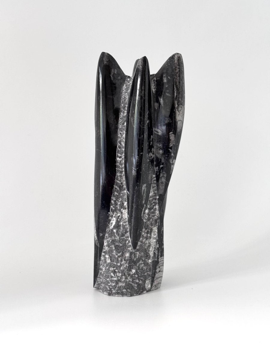 Orthoceras Cephalopod Fossil (+/- 9.00") - Devonian, Morocco - FossilsAndMore