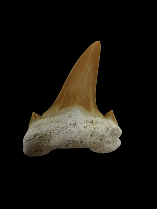 Otodus obliquus Fossil Shark Tooth from Eocene, Morocco | 1.69" - FossilsAndMore