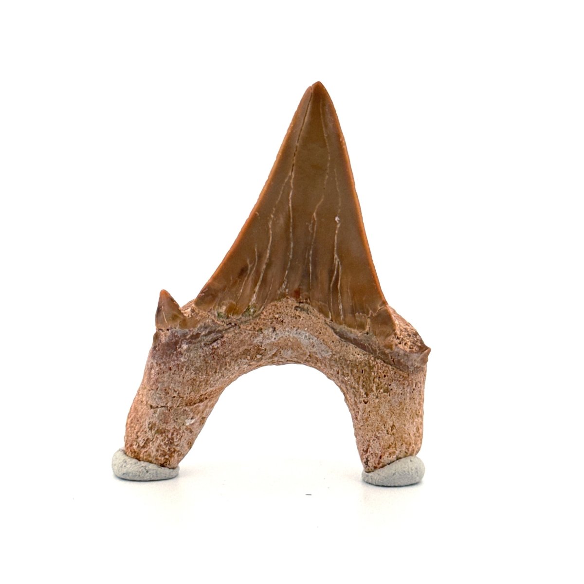 Otodus obliquus Fossil Shark Tooth from Eocene, Morocco (2.51") - FossilsAndMore