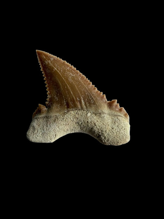 Palaeocarcharodon orientalis Fossil Tooth from Morocco | 1.28" - FossilsAndMore