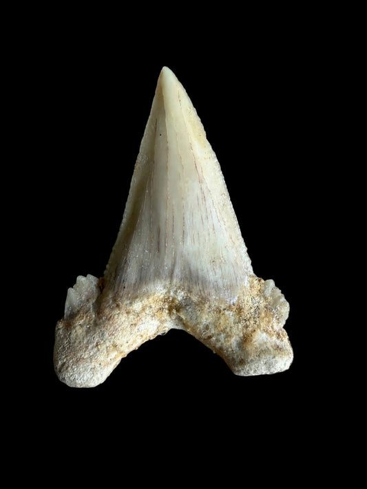 Palaeocarcharodon orientalis Fossil Tooth from Morocco | 1.66" - FossilsAndMore