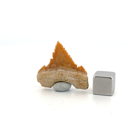 Palaeocarcharodon orientalis Tooth (1.13") from Morocco - FossilsAndMore