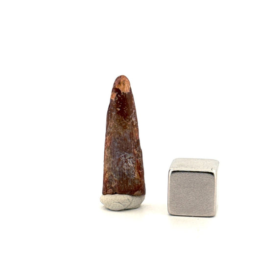 Pterosaur fossil tooth from Morocco | 0.98" - FossilsAndMore