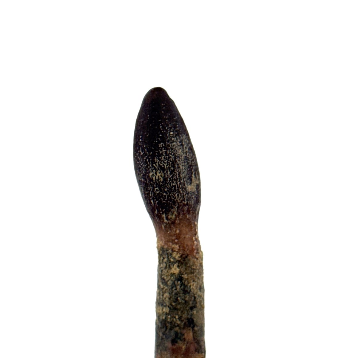 Rare Lapparentosaurus Tooth Fossil (2.31") from Middle Jurassic, Madagascar - FossilsAndMore