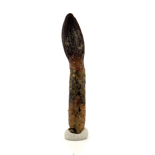 Rare Lapparentosaurus Tooth Fossil (2.31") from Middle Jurassic, Madagascar - FossilsAndMore